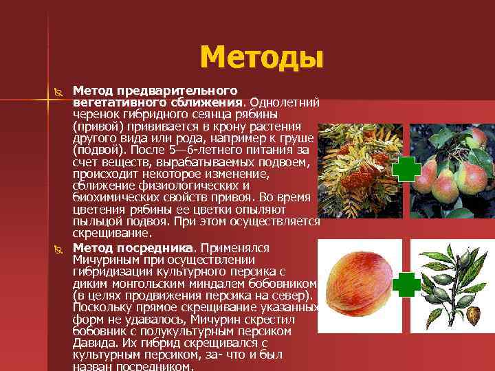 Методы Ñ Ñ Метод предварительного вегетативного сближения. Однолетний черенок гибридного сеянца рябины (привой) прививается