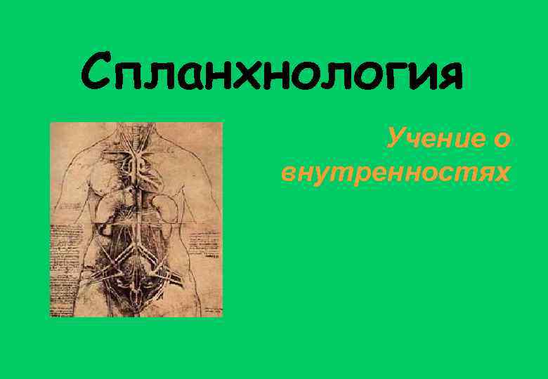 Спланхнология Учение о внутренностях 