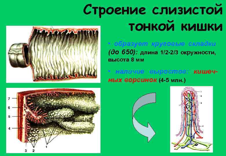 Строение слизистой тонкой кишки • образует круговые складки (до 650): длина 1/2 -2/3 окружности,