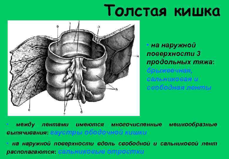 Толстая кишка • на наружной поверхности 3 продольных тяжа: брыжеечная, сальниковая и свободная ленты