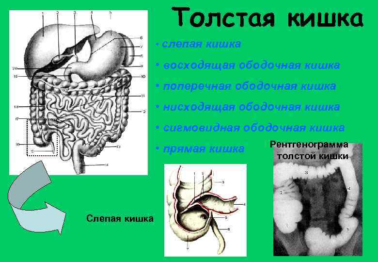 Толстая кишка • слепая кишка • восходящая ободочная кишка • поперечная ободочная кишка •