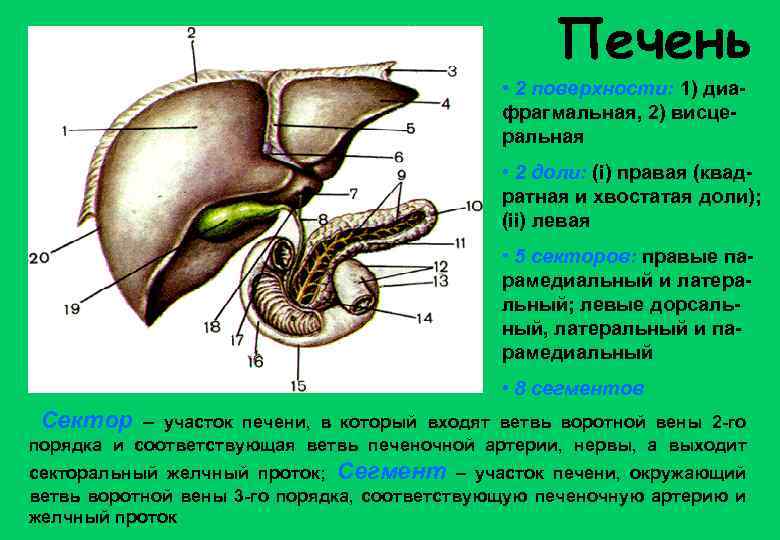 Правая доля печени фото