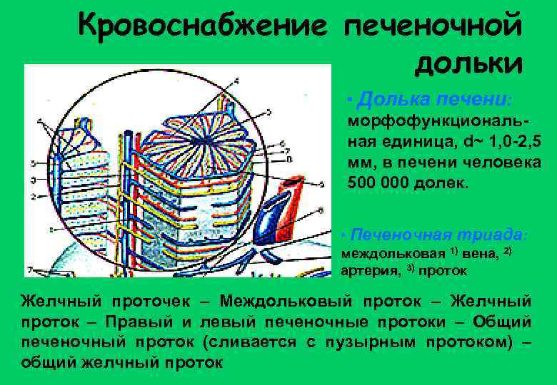 Кровоснабжение печеночной дольки • Долька печени: морфофункциональная единица, d~ 1, 0 -2, 5 мм,