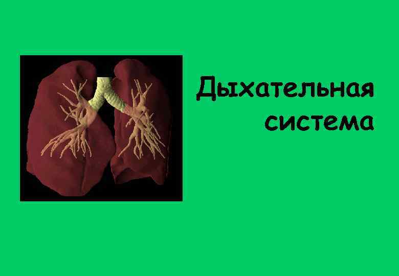 Дыхательная система 