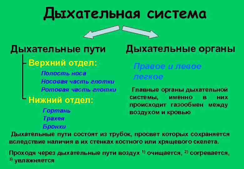 Дыхательная система Дыхательные пути Верхний отдел: Полость носа Носовая часть глотки Ротовая часть глотки