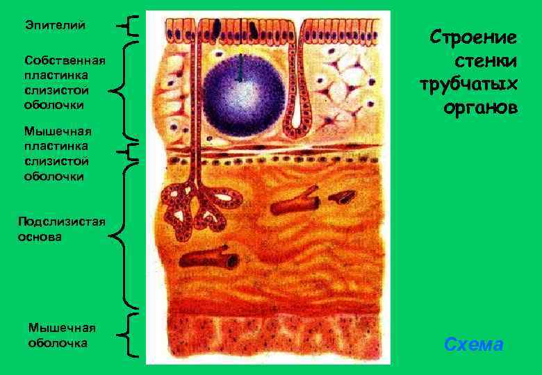 Эпителий Собственная пластинка слизистой оболочки Строение стенки трубчатых органов Мышечная пластинка слизистой оболочки Подслизистая