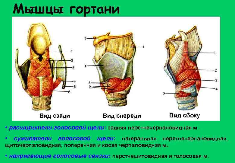 Мышцы гортани Вид сзади Вид спереди Вид сбоку • расширители голосовой щели: задняя перстнечерпаловидная