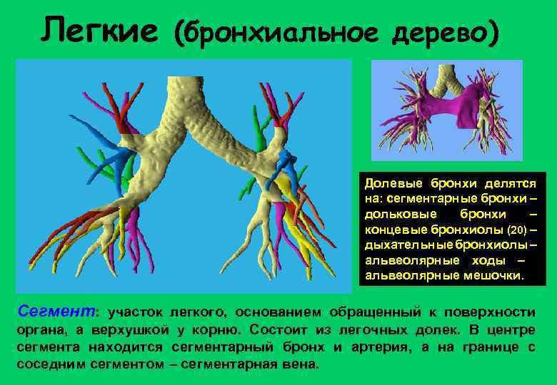 Легкие (бронхиальное дерево) Долевые бронхи делятся на: сегментарные бронхи – дольковые бронхи – концевые