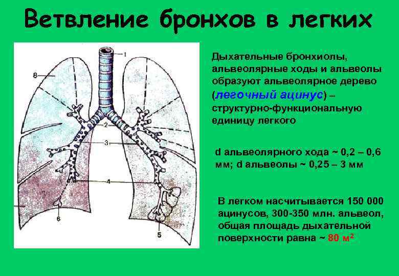 Ветвление бронхов в легких Дыхательные бронхиолы, альвеолярные ходы и альвеолы образуют альвеолярное дерево (легочный