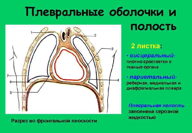 Плевральные оболочки и полость 2 листка: • висцеральный: плотно срастается с тканью органа •