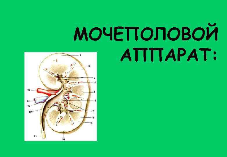МОЧЕПОЛОВОЙ АППАРАТ: 