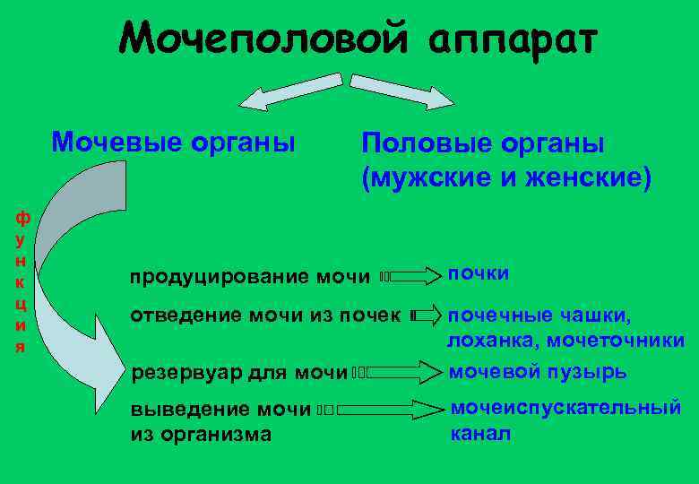 Мочеполовой аппарат Мочевые органы ф у н к ц и я Половые органы (мужские
