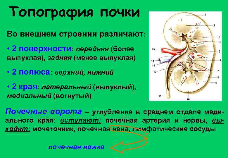 Топография почки Во внешнем строении различают: • 2 поверхности: передняя (более выпуклая), задняя (менее