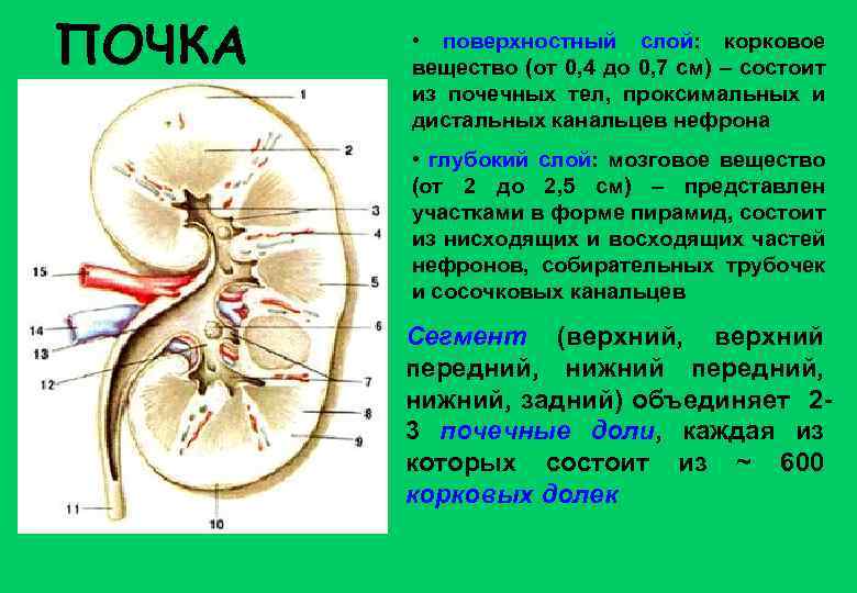 ПОЧКА • поверхностный слой: корковое вещество (от 0, 4 до 0, 7 см) –