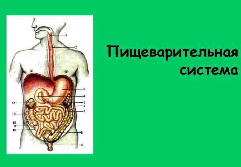 Пищеварительная система 