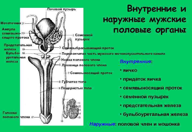 Почевой пузырь Мочеточник Ампула семявыносящего протока Предстательная железа Бульбоуретальная железа Семенной пузырек Внутренние и