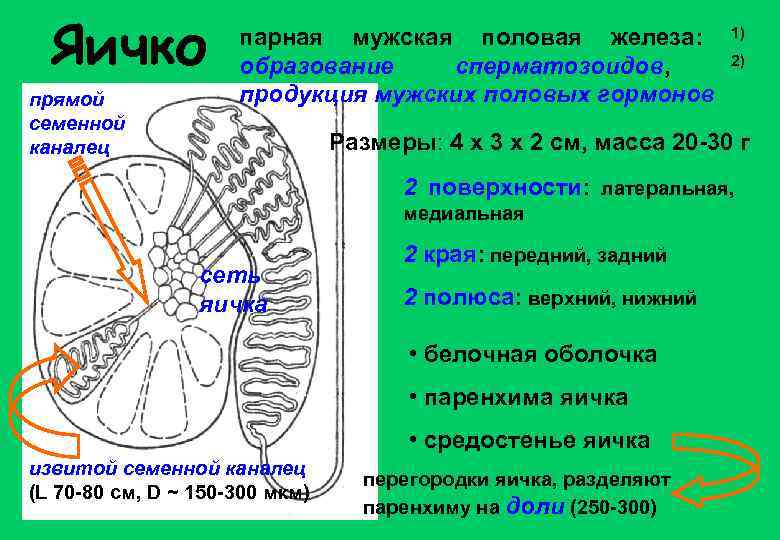 Яичко прямой семенной каналец парная мужская половая железа: образование сперматозоидов, продукция мужских половых гормонов