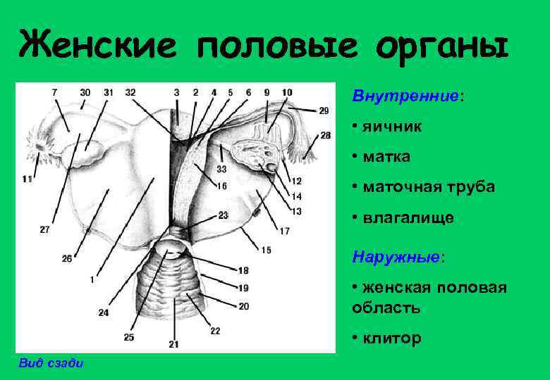 Организм человека схема внутренние органы фото с надписями женские