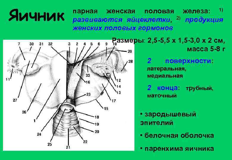 Яичник парная женская половая развиваются яйцеклетки, женских половых гормонов 2) железа: 1) продукция Размеры: