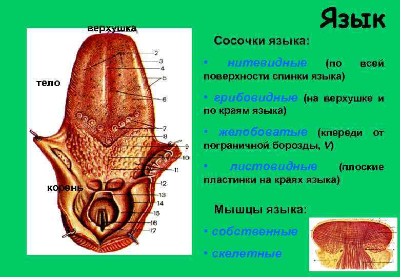 Желобовидный сосочек языка фото