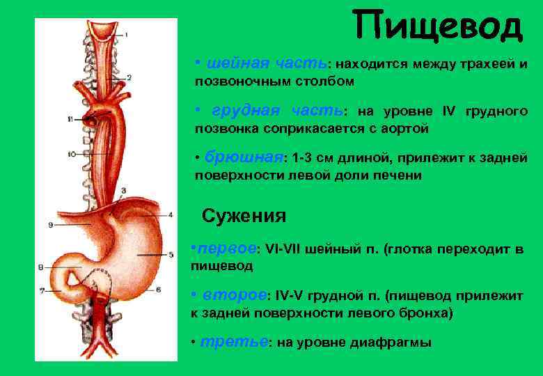 Пищевод • шейная часть: находится между трахеей и позвоночным столбом • грудная часть: на