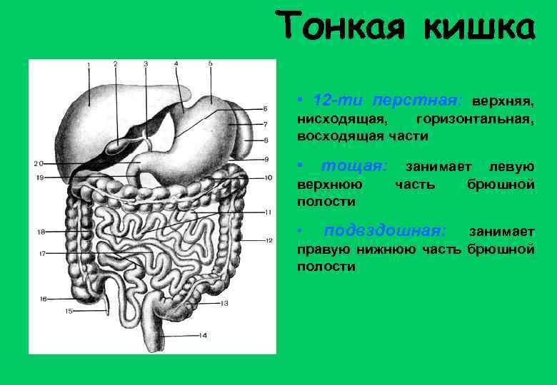 Тонкая кишка • 12 -ти перстная: верхняя, нисходящая, горизонтальная, восходящая части • тощая: верхнюю