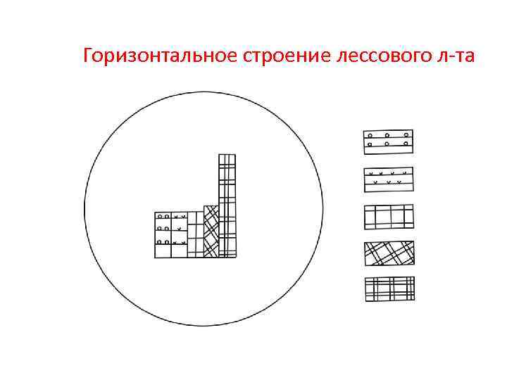 Горизонтальное строение лессового л-та 