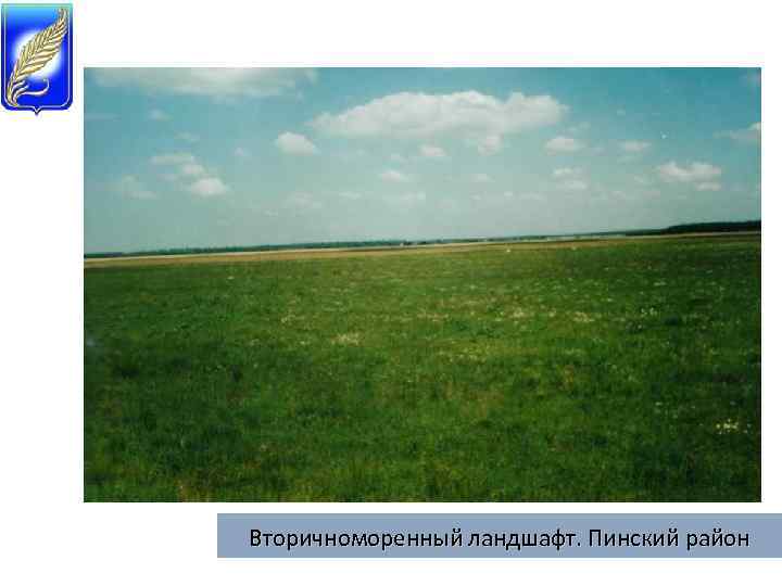 Вторичноморенный ландшафт. Пинский район 