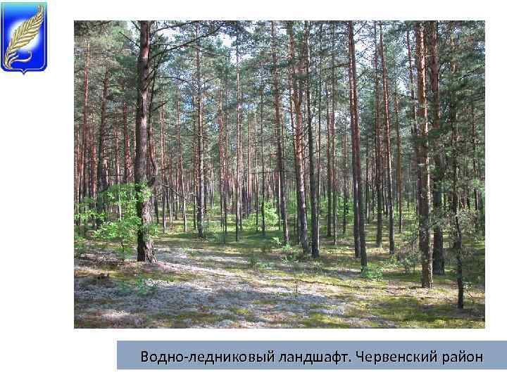Водно-ледниковый ландшафт. Червенский район 