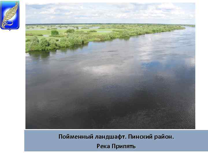 Пойменный ландшафт. Пинский район. Река Припять 