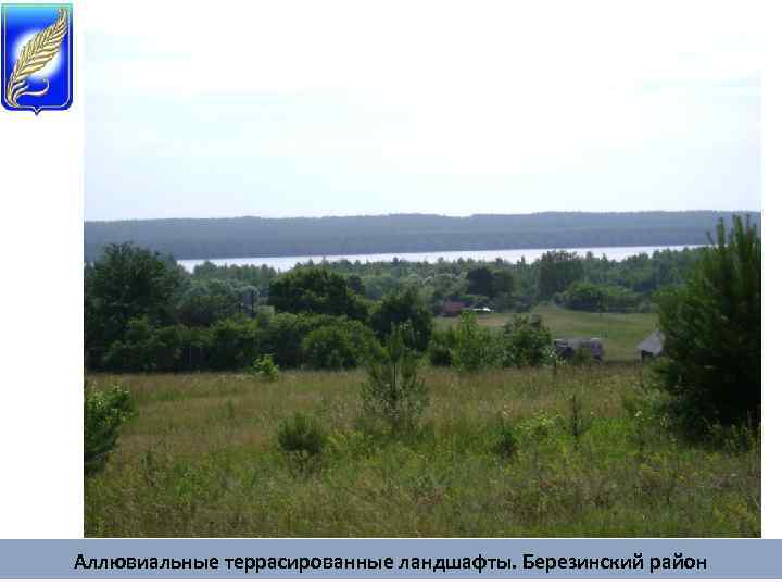Аллювиальные террасированные ландшафты. Березинский район 