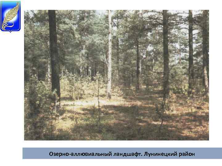 Озерно-аллювиальный ландшафт. Лунинецкий район 