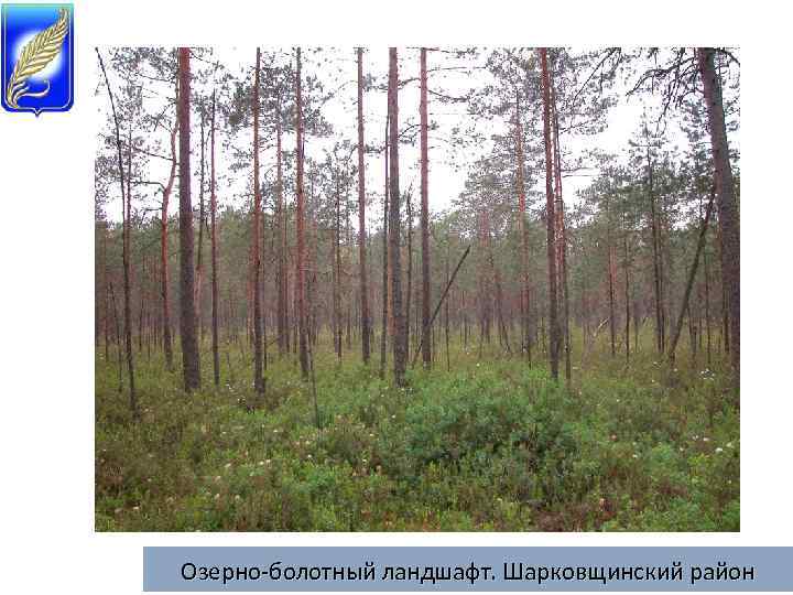 Озерно-болотный ландшафт. Шарковщинский район 