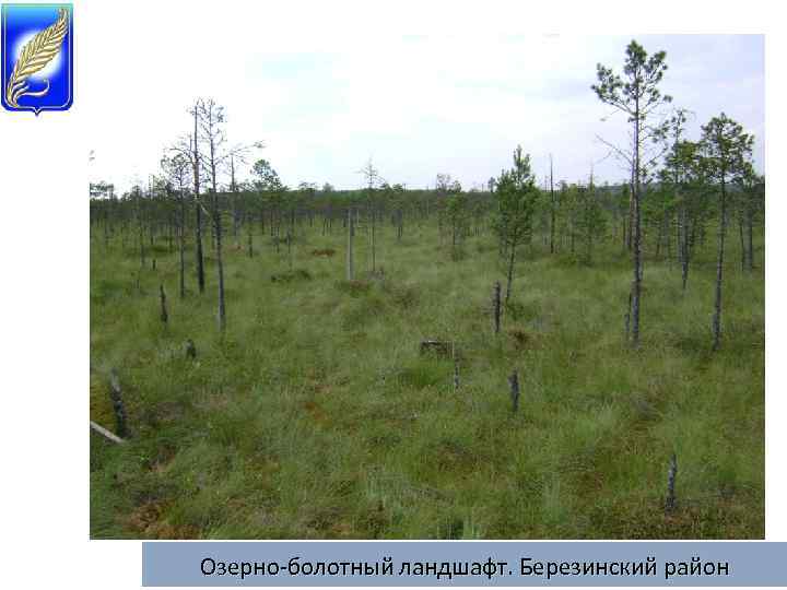 Озерно-болотный ландшафт. Березинский район 