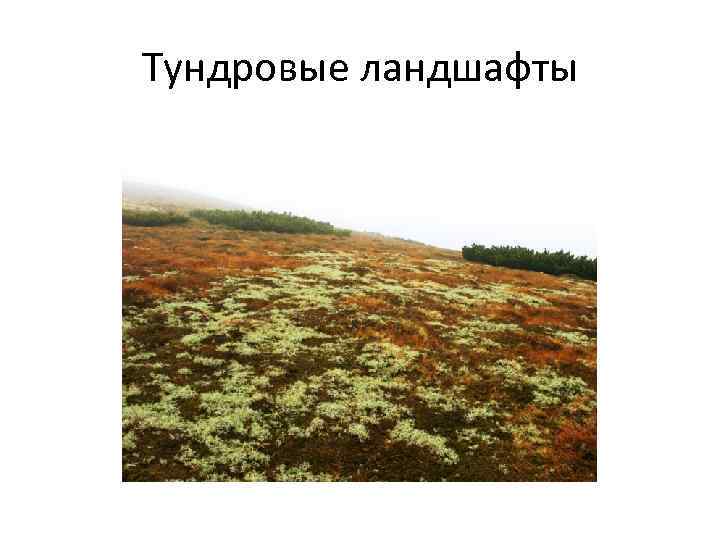 Тундровые ландшафты 