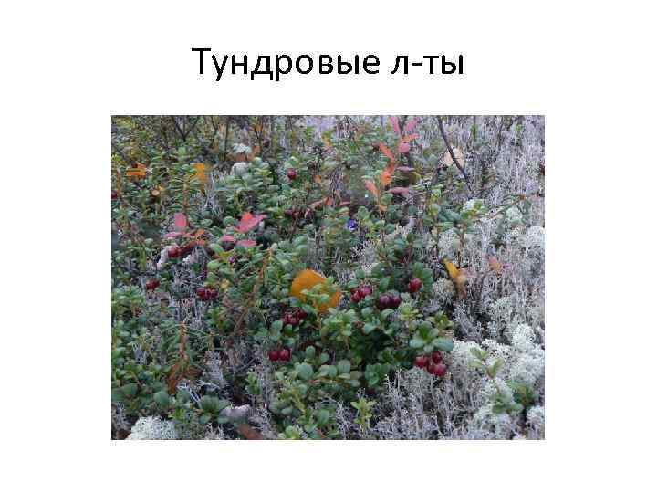 Тундровые л-ты 