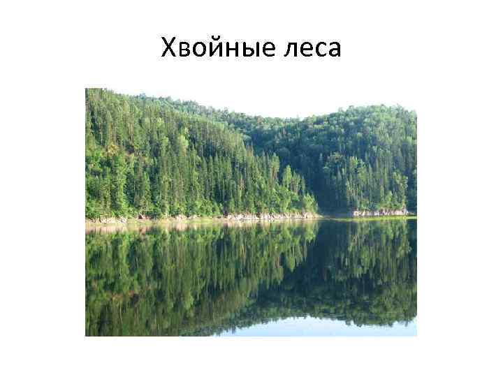 Хвойные леса 