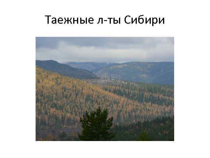 Таежные л-ты Сибири 