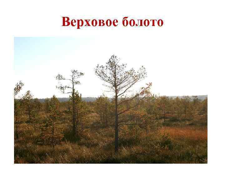 Питание верховых болот. Верховые болота. Слайд верховые болота. Типичные растения верхового болота. Верховые болота примеры.