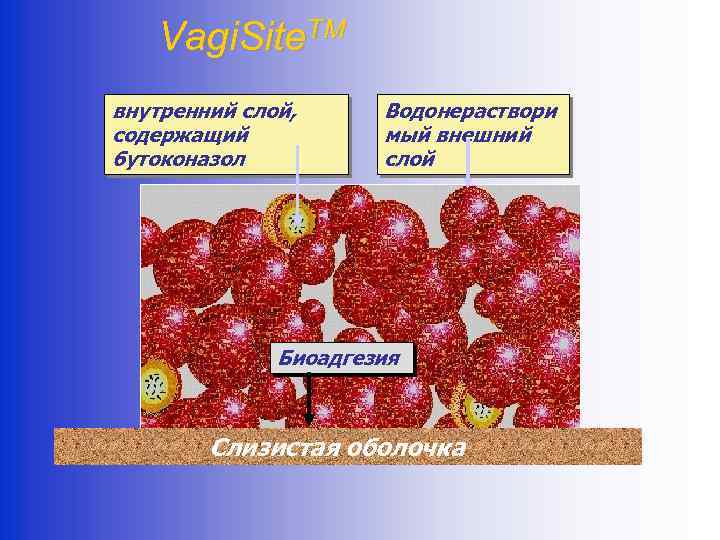 Vagi. Site. TM внутренний слой, содержащий бутоконазол Водонераствори мый внешний слой Биоадгезия Слизистая оболочка