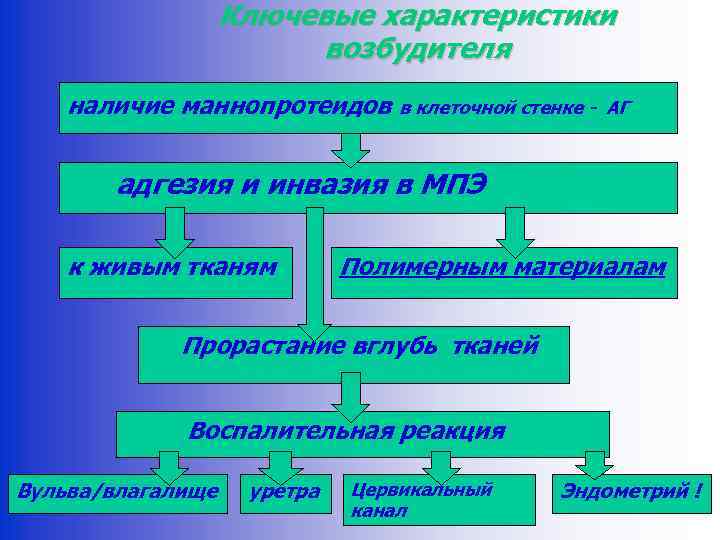 Ключевые характеристики возбудителя наличие маннопротеидов в клеточной стенке - АГ адгезия и инвазия в