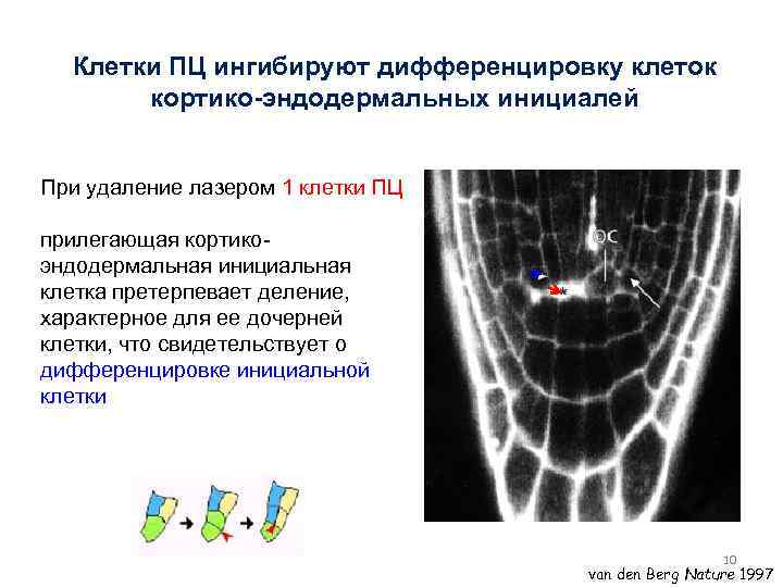 Клетки ПЦ ингибируют дифференцировку клеток кортико-эндодермальных инициалей При удаление лазером 1 клетки ПЦ прилегающая