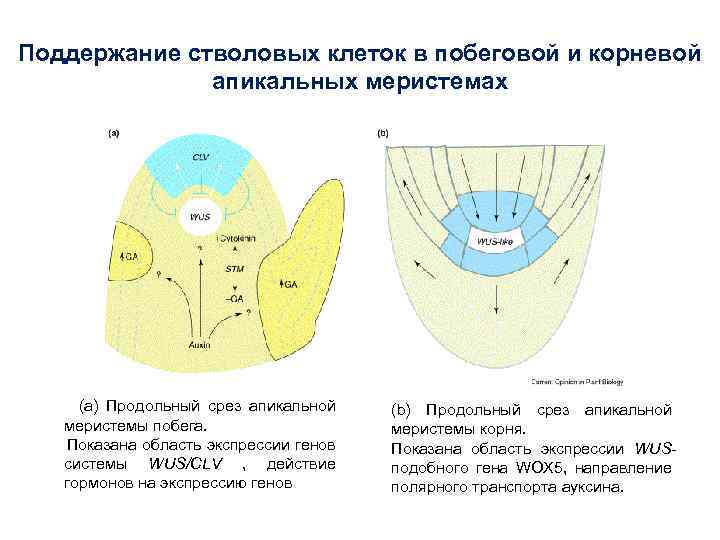 Схема строения корня