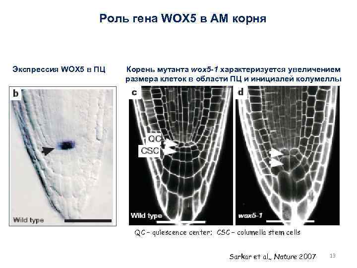 Роль гена WOX 5 в АМ корня Экспрессия WOX 5 в ПЦ Корень мутанта