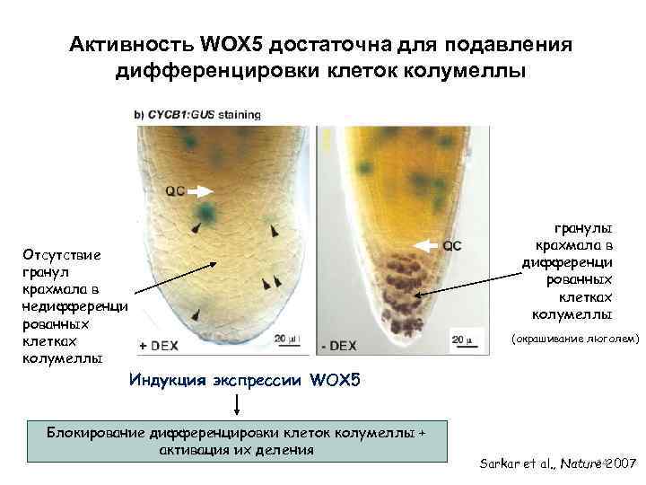 Активность WOX 5 достаточна для подавления дифференцировки клеток колумеллы гранулы крахмала в дифференци рованных