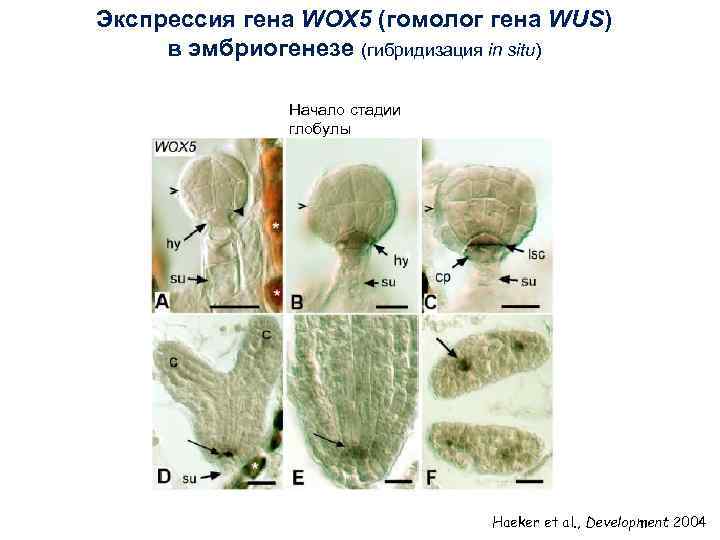 Экспрессия гена WOX 5 (гомолог гена WUS) в эмбриогенезе (гибридизация in situ) Начало стадии