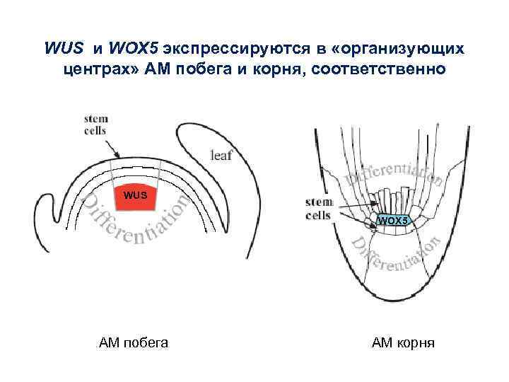 WUS и WOX 5 экспрессируются в «организующих центрах» АМ побега и корня, соответственно WUS