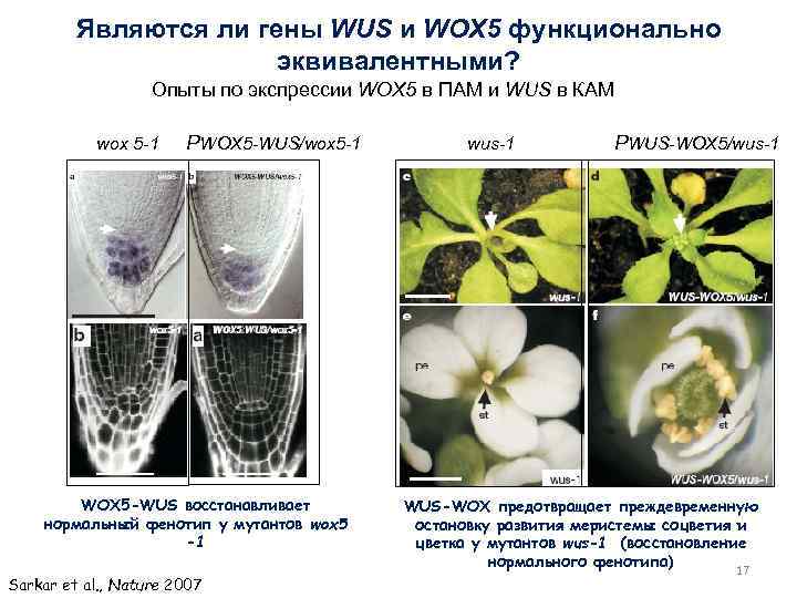 Являются ли гены WUS и WOX 5 функционально эквивалентными? Опыты по экспрессии WOX 5