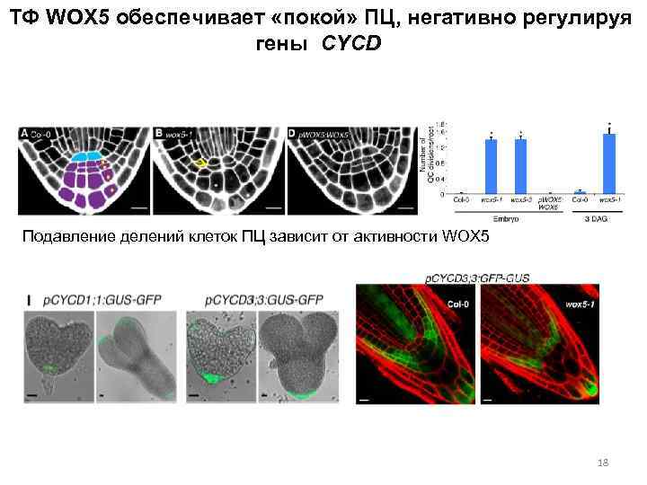 ТФ WOX 5 обеспечивает «покой» ПЦ, негативно регулируя гены CYCD Подавление делений клеток ПЦ