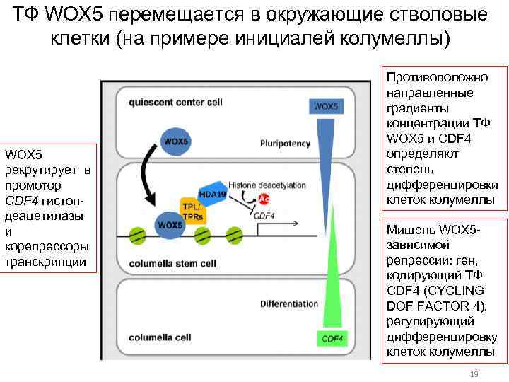 ТФ WOX 5 перемещается в окружающие стволовые клетки (на примере инициалей колумеллы) WOX 5